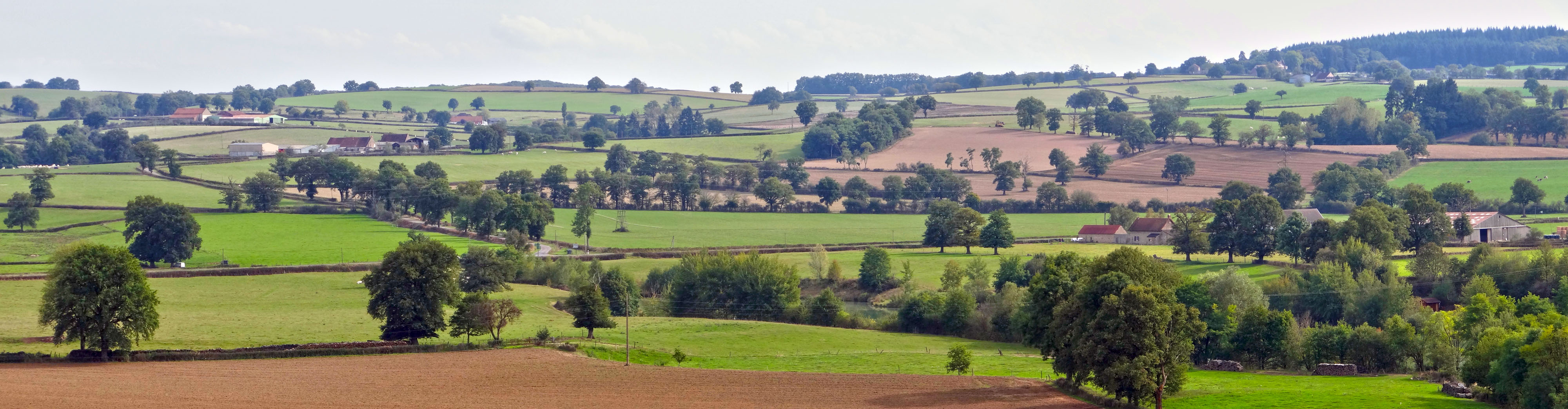 Le maillage bocager, aux haies basses ponctuées d'arbres isolés, forme une trame plus ou moins lâche qui dessine les reliefs des versants. Uxeau